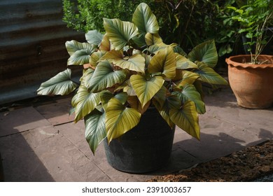 Homalomena cf. aromatica house plant 