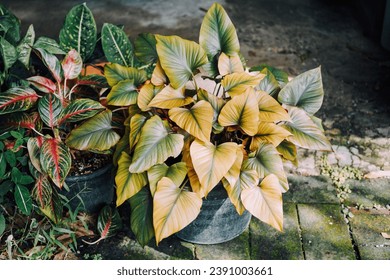 Homalomena cf. aromatica house plant 