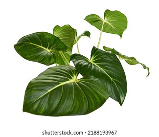 Homalomena foliage, Green leaf with white petioles isolated on white background, with clipping path                                 - Shutterstock ID 2188193967