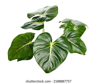 Homalomena foliage, Green leaf with white petioles isolated on white background, with clipping path                            