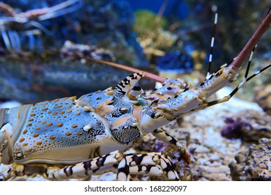 Homarus Gammarus. Blue Lobster