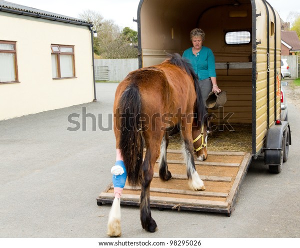 Home Animal Hospitalpoorly Horse Walks Carefully Stock Photo 98295026 ...