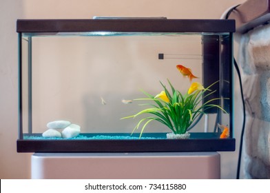 Home Aquarium