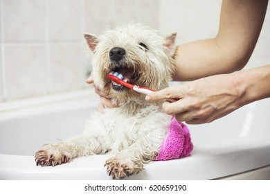 https://image.shutterstock.com/image-photo/home-bathing-teeth-brushing-cute-260nw-620659190.jpg
