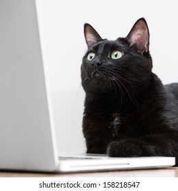 Home Black Cat Looking At Laptop Screen And Surfing On Internet