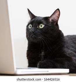 Home Black Cat Looking At Laptop Screen And Surfing On Internet