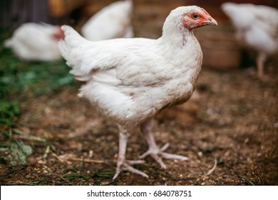 59 Silver Laced Polish Chicken Images, Stock Photos & Vectors ...