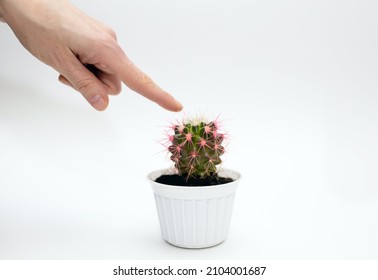Home cactus in a white pot on a white background and a human finger touching the cactus needles. Small decorative cactus with pink needles. Horizontal photo of a cactus on a white background