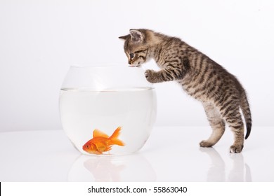 Cat Fish Bowl Images, Stock Photos 