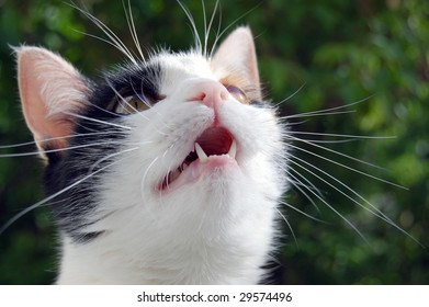  Home cat with open mouth