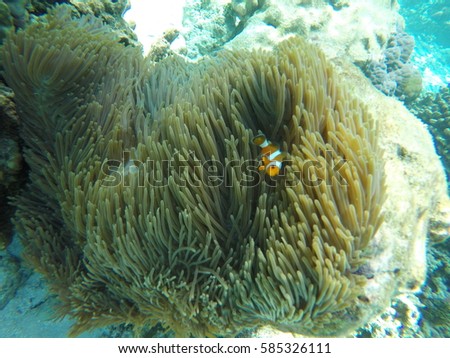 Home of the clown fish. Stok fotoğraf © 