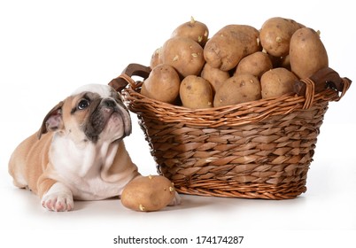 dogs eat raw sweet potato