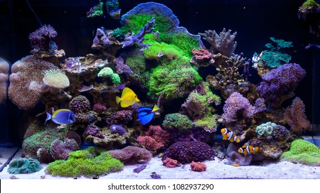  Home Coral Reef Aquarium