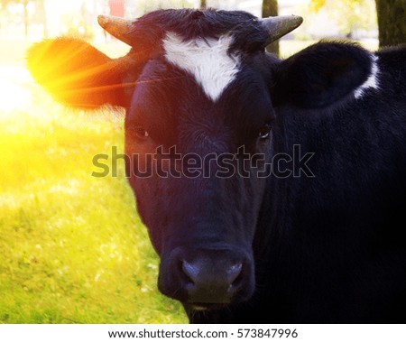 Similar – cow Organic produce Nature