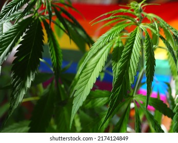 Home Cultivation Of Cannabis On The Background Of The LGBT Flag