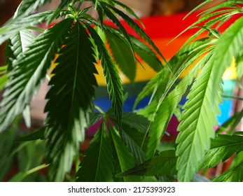 Home Cultivation Of Cannabis On The Background Of The LGBT Flag