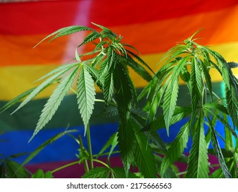 Home Cultivation Of Cannabis On The Background Of The LGBT Flag