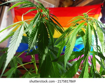 Home Cultivation Of Cannabis On The Background Of The LGBT Flag