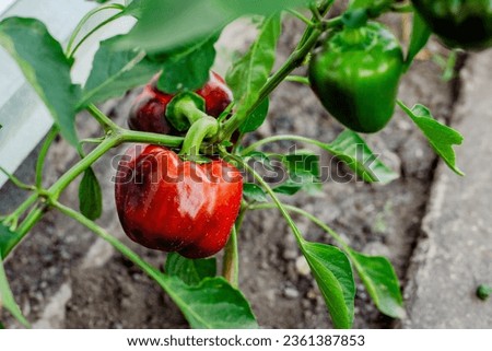 Similar – Bell Peppers Capsicum Growing In Greenhouse