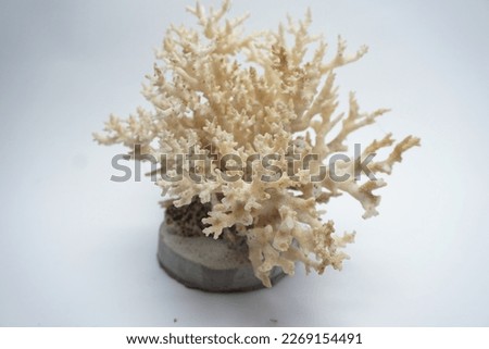 Home decoration in the form of beautiful white coral reefs