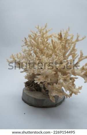 Home decoration in the form of beautiful white coral reefs