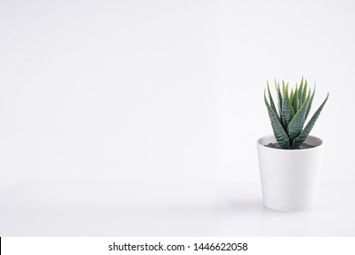 Home Decorative Mini Plants On The White Background Minimal Photoshoot         