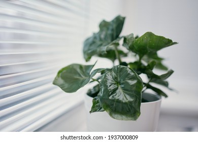 Home docor with plant. Selective focus on houseplant in window. Leaf of Philodendron Selloum Atom.