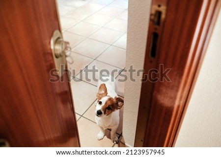 home door entrance with cute jack russell dog inside. Pets at home, welcome