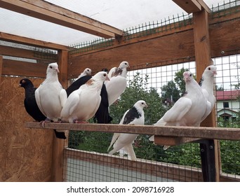 Home Dovecote. Breeding Pigeons At Home. Breeding Of Perm Pigeons. Doves Sitting In The Dovecote.