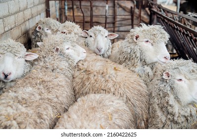 A home farm for the production of wool. Livestock. The ranch. Animal husbandry.A group of sheep is standing in a barn. Agriculture, sheep breeding.