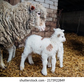 A home farm for the production of wool. Livestock. The ranch. Animal husbandry.A group of sheep and small lambs are standing in a barn. Agriculture, sheep breeding.
