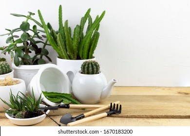 home floriculture. plant transplant in a pot with garden tools on a white wooden table. interior with many plants - Shutterstock ID 1670183200
