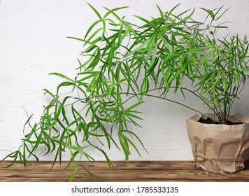 Home flower Asparagus falcatus in a pot, wrapped in craft paper. The pot stands on a wooden surface against the background of a white wall. - Powered by Shutterstock