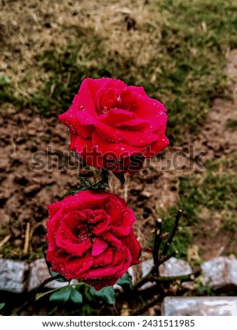 home flowers  beautiful red roses edit in lightroom master piece two blooming flowers background green and brown 
