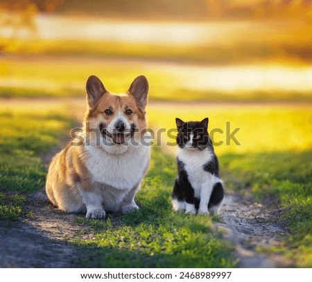home friends cat and cheerful dog corgi pembroke sitting on a sunny spring meadow