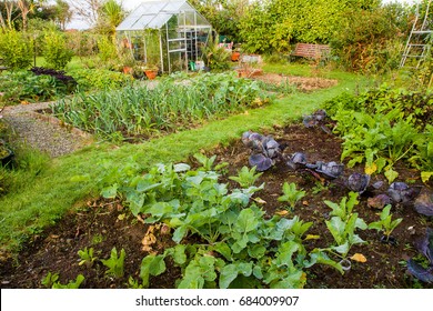 Home garden Allotment