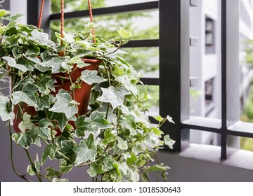 Home And Garden Concept Of English Ivy Plant In Pot On The Balcony