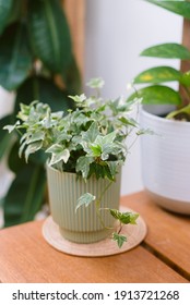 Home And Garden Concept Of English Ivy Plant In Pot On The Balcony