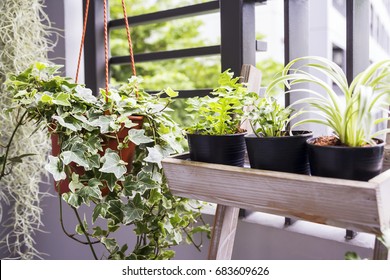 Home And Garden Concept Of English Ivy Plant In Pot On The Balcony