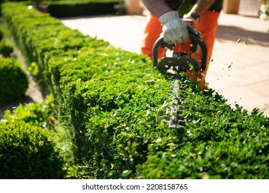 Home and garden concept. Hedge trimmer in action. Shrub trimming work. Shrub pruning. Gardening and trimming activities. Great detail of the cut leaves splashing.