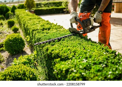 Home and garden concept. Hedge trimmer in action. Shrub trimming work. Shrub pruning. Gardening and trimming activities. Great detail of the cut leaves splashing - Shutterstock ID 2208158799