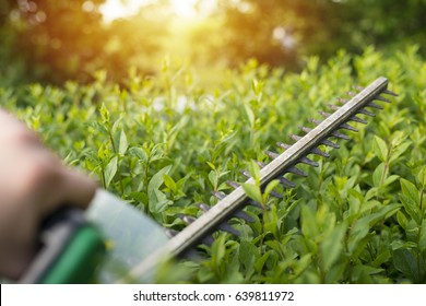 Home and garden concept. Hedge trimmer in action. Bush trimming work. Shrubs pruning. Gardening and cutting activities.   - Shutterstock ID 639811972