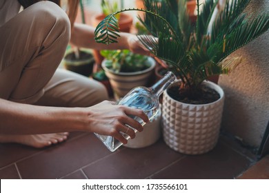 Home Garden, Cropped Image Of Young Woman Watering Palm Plant On The Balcony At Home, Small Cozy Garden In Apartment, Gardening Greener World Concept, Save The Planet