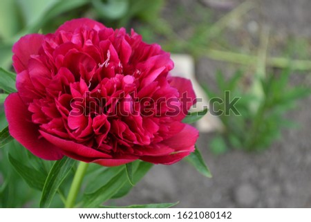 Home garden, flower bed. House, field, farm. Green leaves, bushes. Flower Peony. Gardening. Paeonia, herbaceous perennials and deciduous shrubs. Red flowers