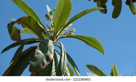 Home Garden Loquat Leaves With Buds