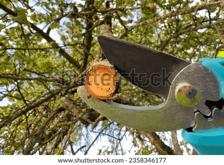 Home Garden pruning shears. Snip Tool, Pruner Scissors, Branch Cutter Tree. Cutting branches of tree, Garden cut. Farmer hand prunes branches of tree in garden use pruning shears. Trimming tree branch