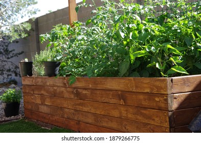 Home Garden With Raised Garden Beds From Stained Pine Wood With Variety Of Garden Vegetables And Herbs