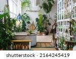 Home garden in retro style. Scandinavian interior design of winter indoor garden with houseplants. Old house orangery with potted tropic flowers, monstera, ceramic pots in boho. Greenhouse concept