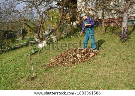 A home gardener rakes autumn fallen leaves on a hump in the garden