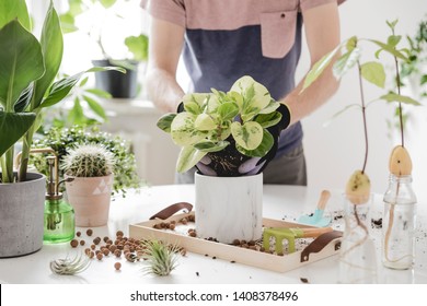 Home gardener  transplanting plant in ceramic pots on the white wooden table. Concept of home garden. Spring time. Stylish interior with a lot of plants. Taking care of home plants. Template.